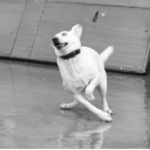 Slippery Dogs