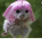 Fluffy hamster