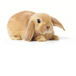 we love bunnies so much:)