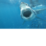 SharkArmy!!