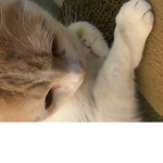 Cat fan group :0