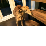 DOGGYS______________