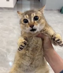 Tabby's Silly Clothing