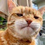 [MYS]Team Oyen