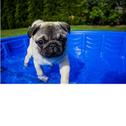 the pug shooting range