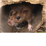 1st Rat Battalion