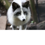 The Marble Foxes