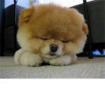Fans of Boo, the cutest dog in the worl