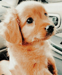 Welcome Pup squad