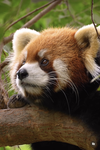 Red panda Marines