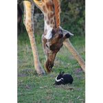 Xx.girafxx_bunnxx.xX