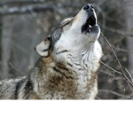 AnimalRescueTeam