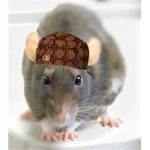 Rattus squad