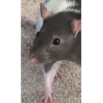 The rat war army