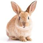 Bunny clane