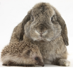 Hedgehog and bunny’s unite