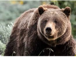 We support the bears