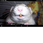 RAT!!!