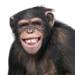 Monke Fan Group O_O