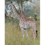 ~Giraffe Squad!~