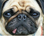 Pugg:Rebooted