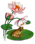 •Lillypad group~!•