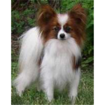 Papillon lovers!