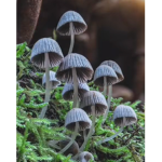 The mushroom army<3