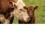 The Cow-Army!