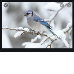 Blue bird’s are better than me!