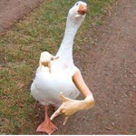 people of the goose