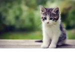 Cute cats join the group today kawaii