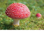 Mushroom._.Bear!