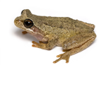 jpg image of a frog