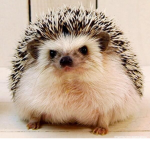 Hedgehog Fandom Group