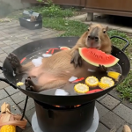 buy me a capy