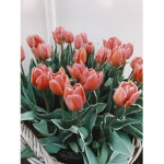 xttulipz roblox!