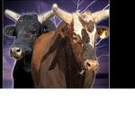 cool bull