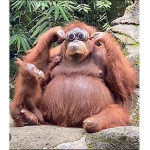 Duckymonkeymrflimflam