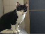 Cutie_cat