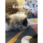Guinea pog