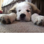 FLOOF MASTER GAMER