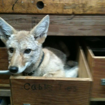 (quality of life) Foxsaken Stable