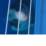 funee frogeeeu