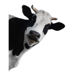 Cows_Team