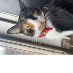 Kittyz rule