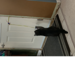 My cat is playing with his toy