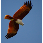 Faithful Eagles