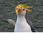THE MACARONI PENGUINS