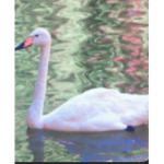 Silent Swans